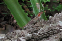 Sceloporus chrysostictus