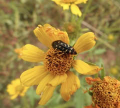 Acmaeodera disjuncta