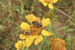 Acmaeodera disjuncta