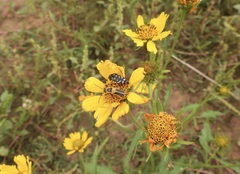 Acmaeodera disjuncta