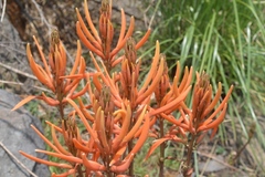 Erythrina leptorhiza