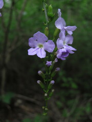 Duranta