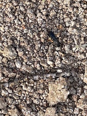 Sphecidae