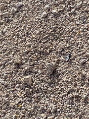 Sphecidae