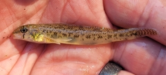 Etheostoma olmstedi