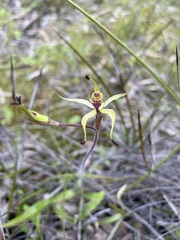 Caladenia lowanensis