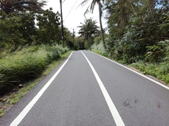 Bungarus multicinctus