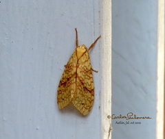 Lophocampa annulosa