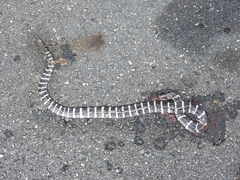 Bungarus multicinctus