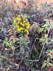 Solidago puberula