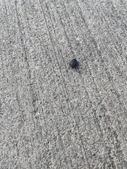 Eusattus reticulatus