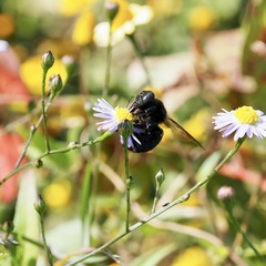 Xylocopa micans