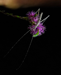 Zaprochilus australis