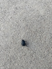 Eusattus reticulatus