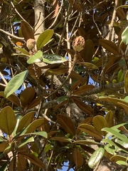 Rhododendron hyperythrum