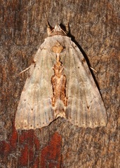Catocala grynea