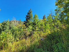 Pseudotsuga menziesii glauca