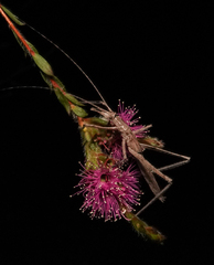 Zaprochilus australis