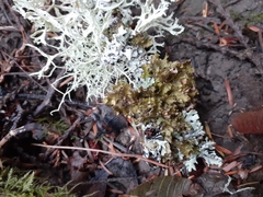 Tuckermanopsis chlorophylla