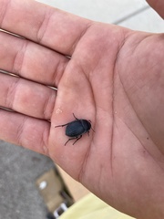 Eusattus reticulatus