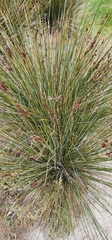 Juncus acutus