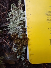 Tuckermanopsis chlorophylla