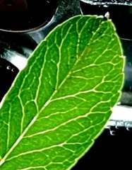 Phyllonorycter leucographella