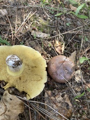 Suillus quiescens