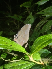 Morpho menelaus