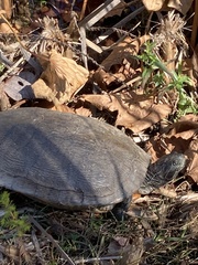 Pseudemys rubriventris