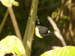 Petroica macrocephala macrocephala