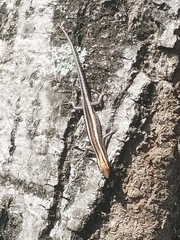 Cryptoblepharus