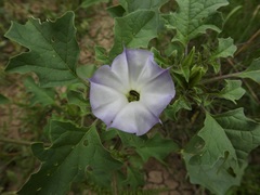 Datura quercifolia