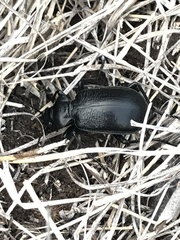 Calosoma marginale