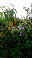 Ficus erecta beecheyana