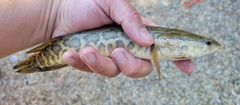 Channa argus