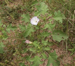 Datura quercifolia