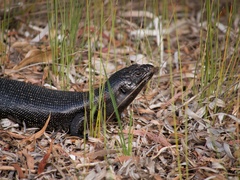 Egernia kingii