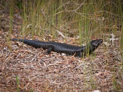 Egernia kingii