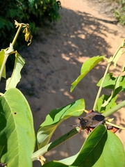 Pachylis pharaonis