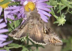 Chrysodeixis includens
