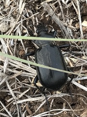 Calosoma marginale