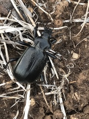 Calosoma marginale