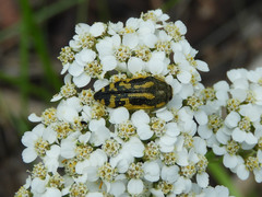 Acmaeodera amplicollis
