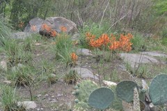 Erythrina leptorhiza