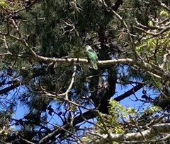 Chrysococcyx lucidus lucidus