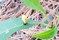 Harmonia axyridis