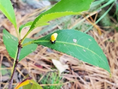 Harmonia axyridis