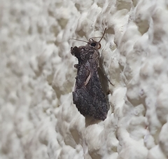 Vittaplusia vittata