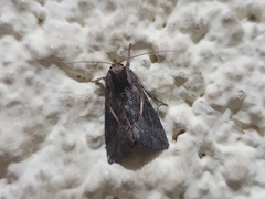 Vittaplusia vittata